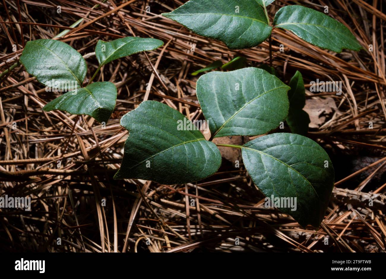 Agujas de pino que cubren un suelo oscuro con hiedra venenosa creciendo a través Foto de stock