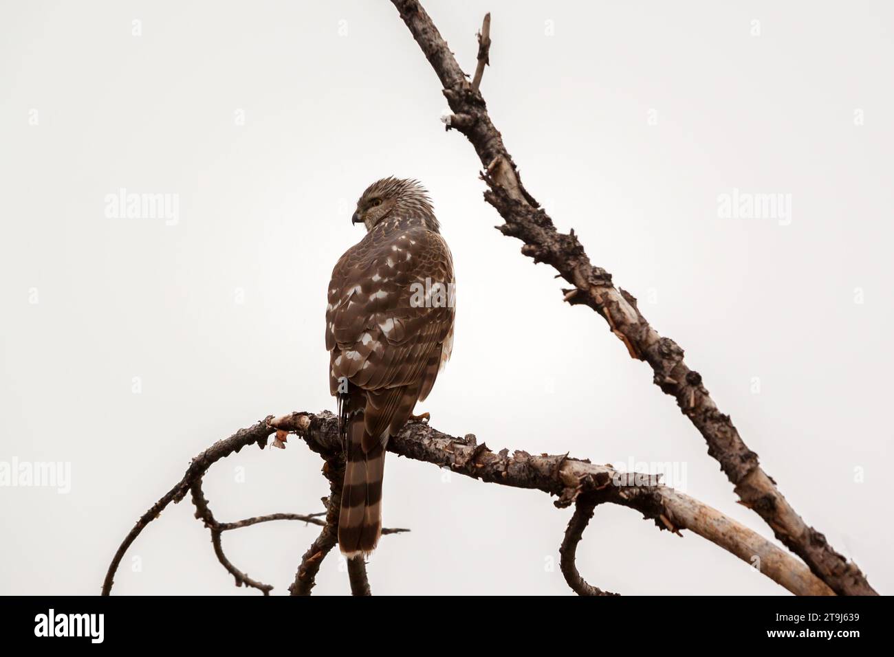 Una hembra merlín (Falco columbarius) se posa en la rama de un árbol muerto en un día brillante y nublado. Este pájaro fue encontrado cerca de Colorado Springs. Foto de stock