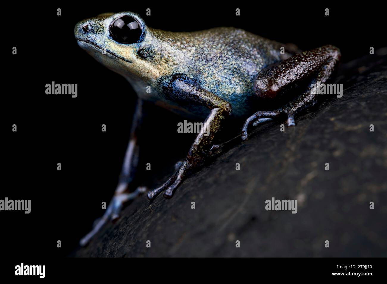 La rana dardo de fresa (Oophaga pumilio) es una especie de rana de color muy variable de América Central. Foto de stock