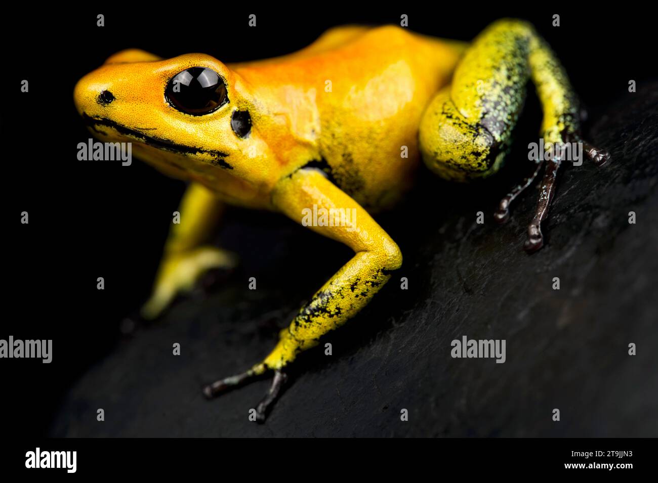 La rana dardo venenosa dorada (Phyllobates terribilis) se considera el animal más venenoso de la tierra. Foto de stock