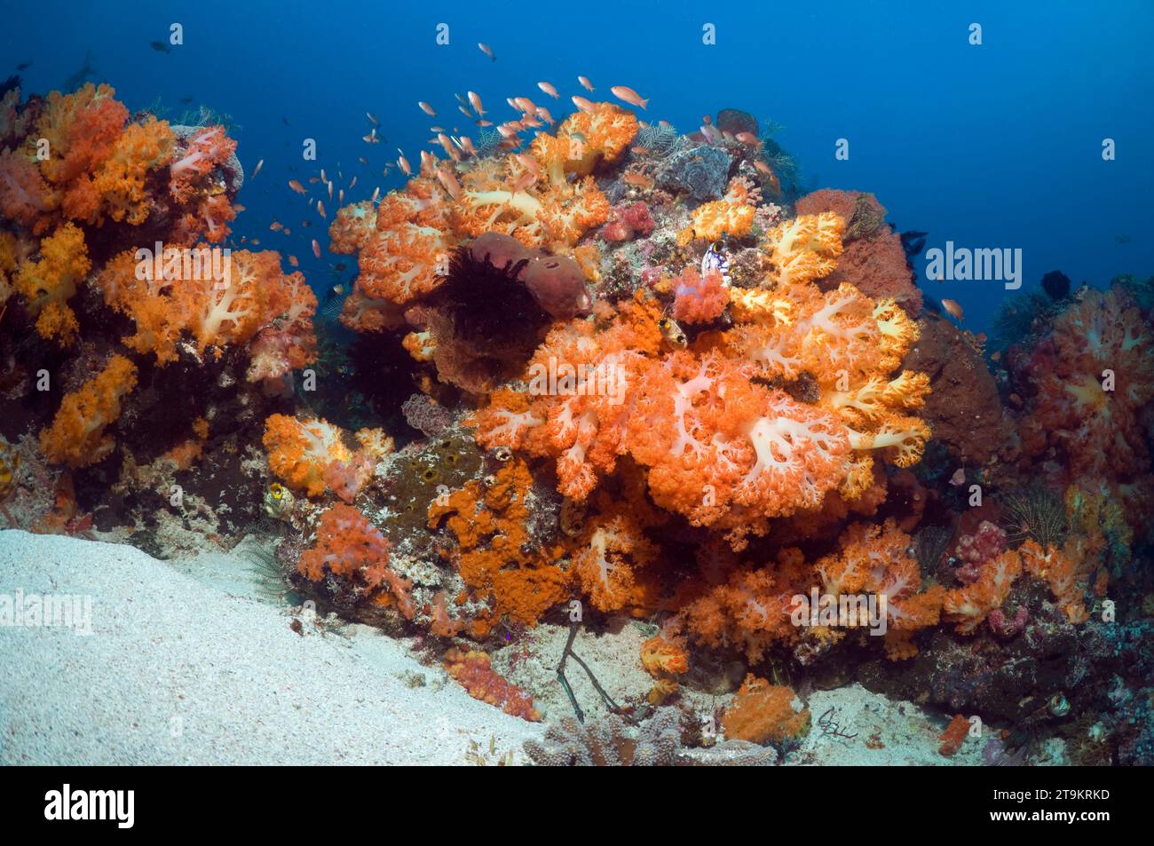 Paisaje de arrecifes de coral con corales blandos (Scleronephthya sp.). Parque Nacional de Komodo, Indonesia. Foto de stock