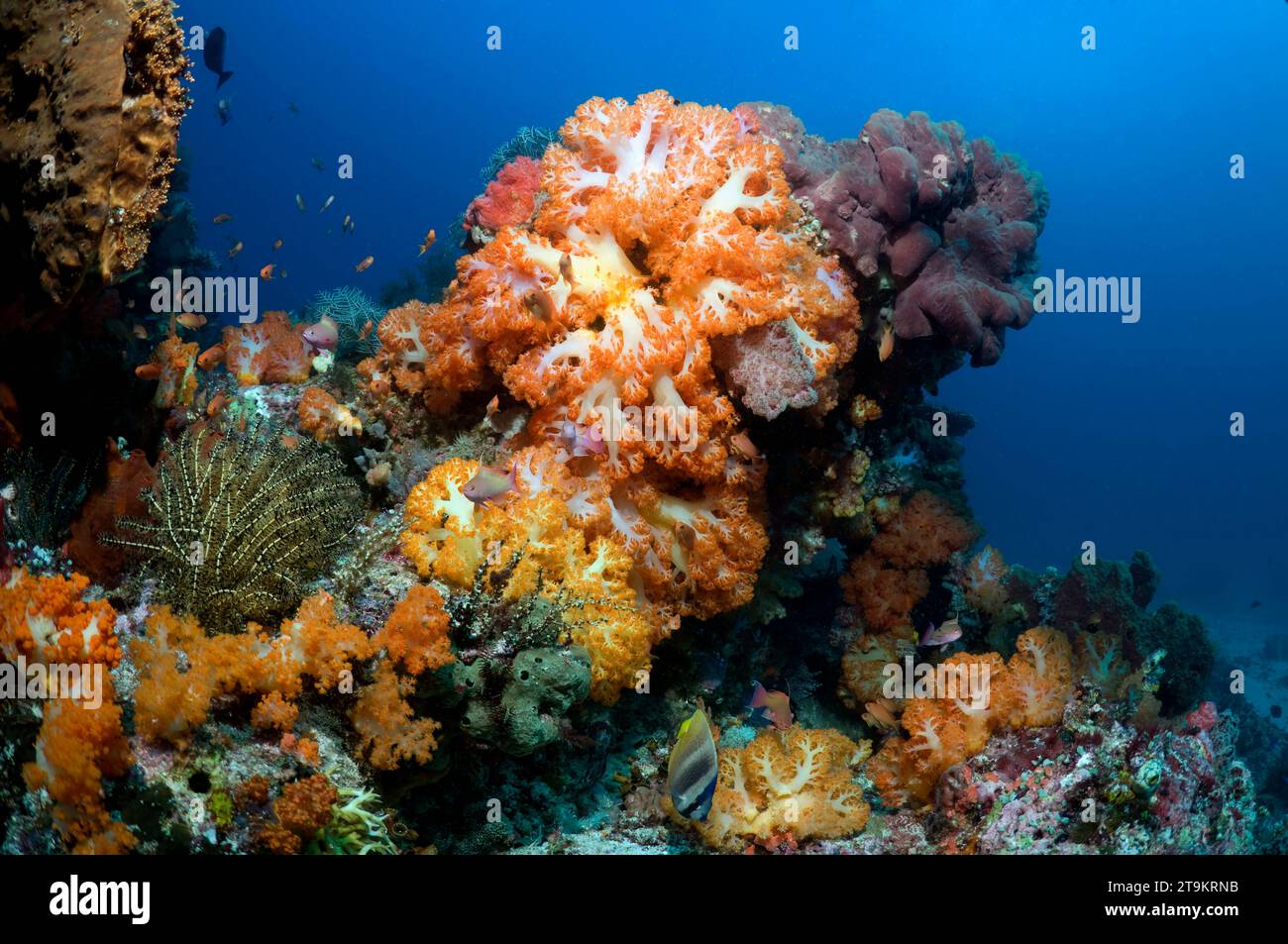 Paisaje de arrecifes de coral con corales blandos (Scleronephthya sp.). Parque Nacional de Komodo, Indonesia. Foto de stock