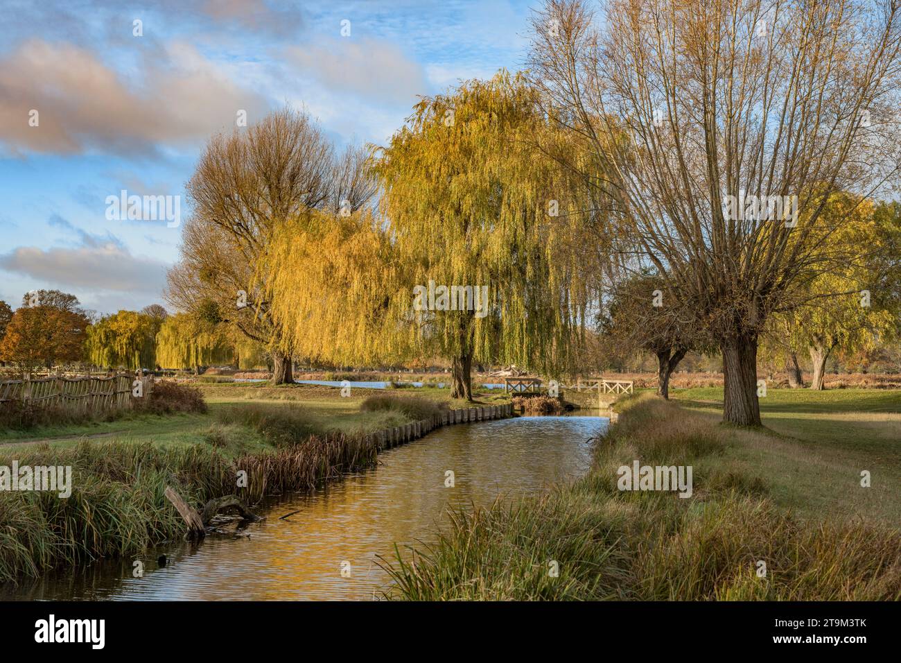 El otoño se moteó con un cielo azul soleado en Bushy Park Surrey England UK a finales de noviembre Foto de stock