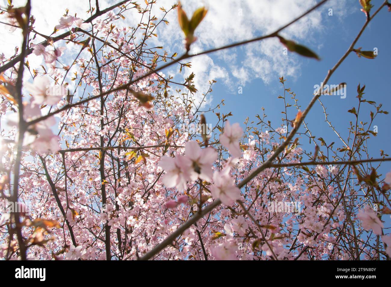 foto, fotografía, horizontal, flor de cerezo, sakura, flor, naturaleza, árbol, planta, estación, primavera, frescura, hoja, luz solar, nueva vida, botánica Foto de stock