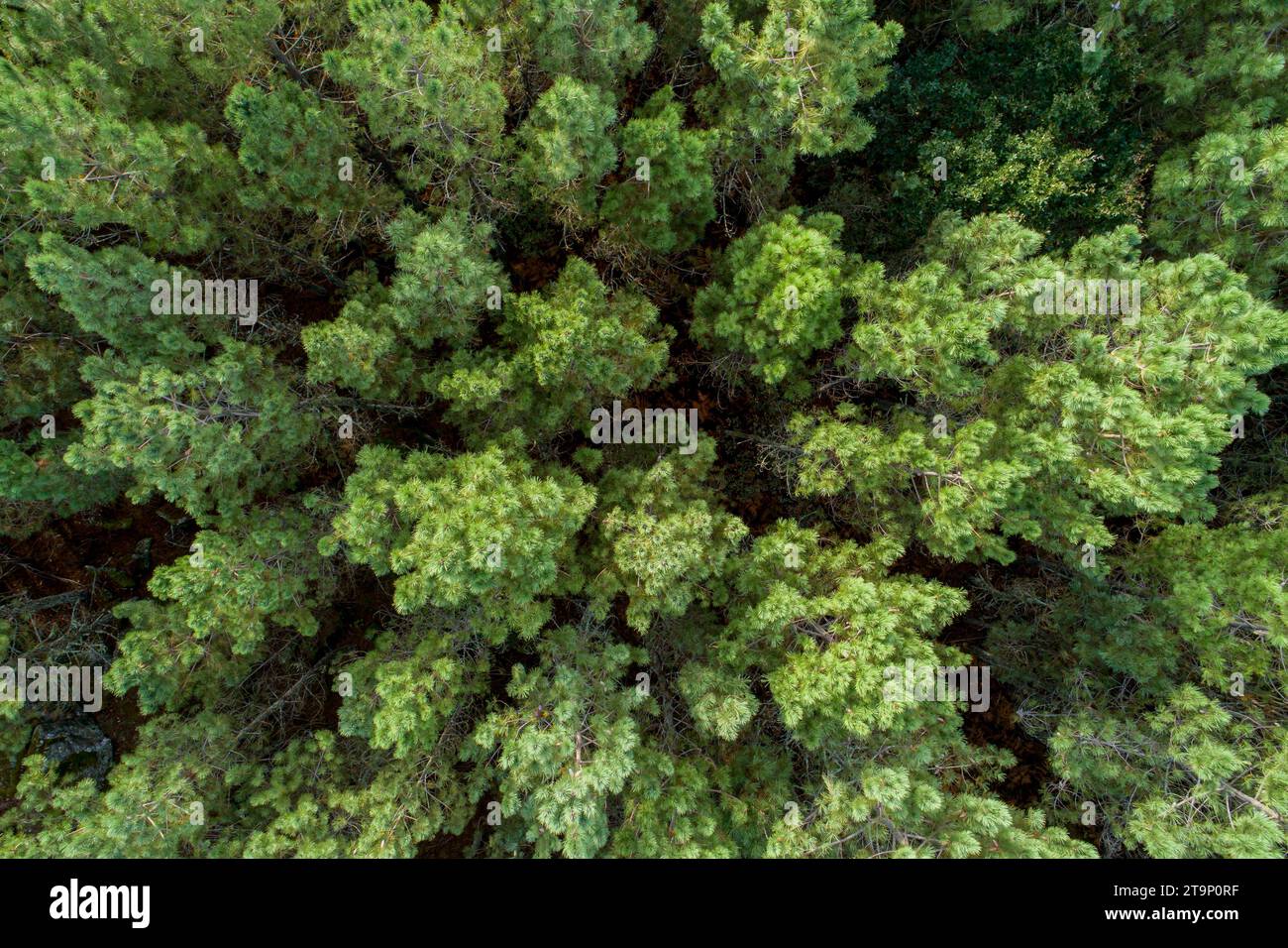 drone vista aérea de un bosque de pinos al atardecer Foto de stock