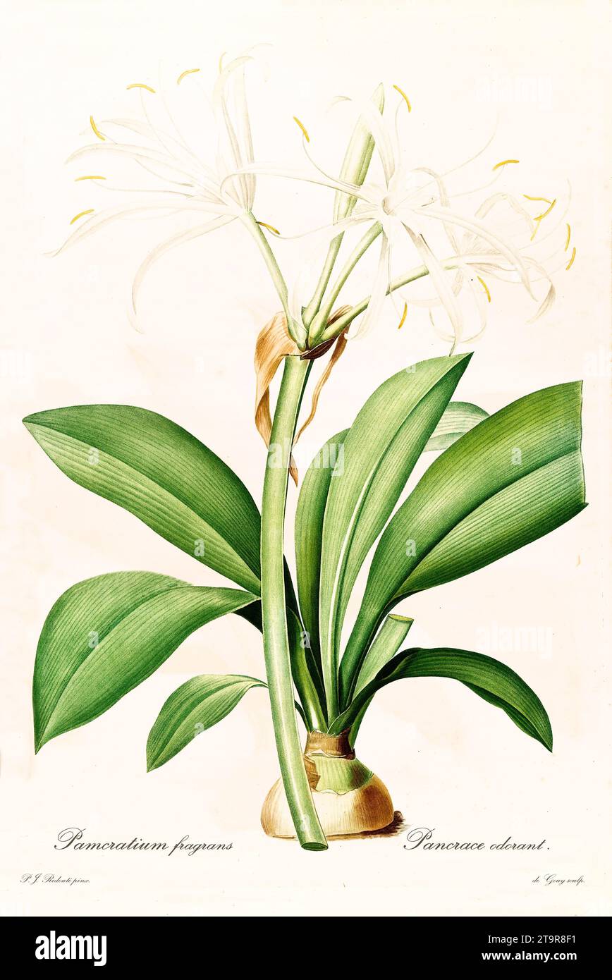 Ilustración antigua de lirio araña caribeño (Hymenocallis caribaea). Les Liliacées, por P. J. Redouté. Impr. Didot Jeune, París, 1805 - 1816 Foto de stock