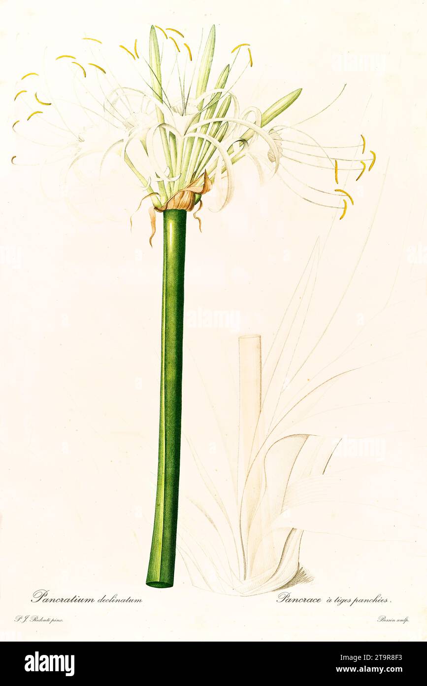Ilustración antigua de la flor de araña-lirio caribeño (Hymenocallis caribaea). Les Liliacées, por P. J. Redouté. Impr. Didot Jeune, París, 1805 - 1816 Foto de stock