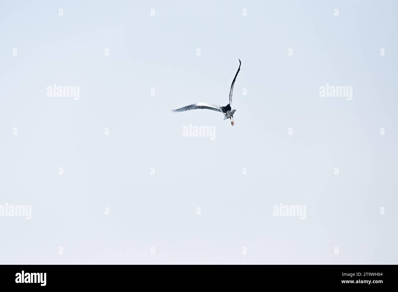 pájaro volando sobre el lago chad, áfrica Foto de stock