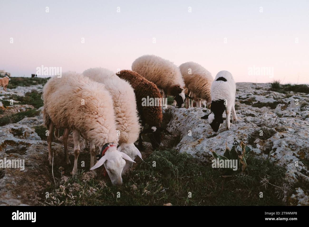 Ovejas comiendo hierba en una montaña durante el atardecer Foto de stock