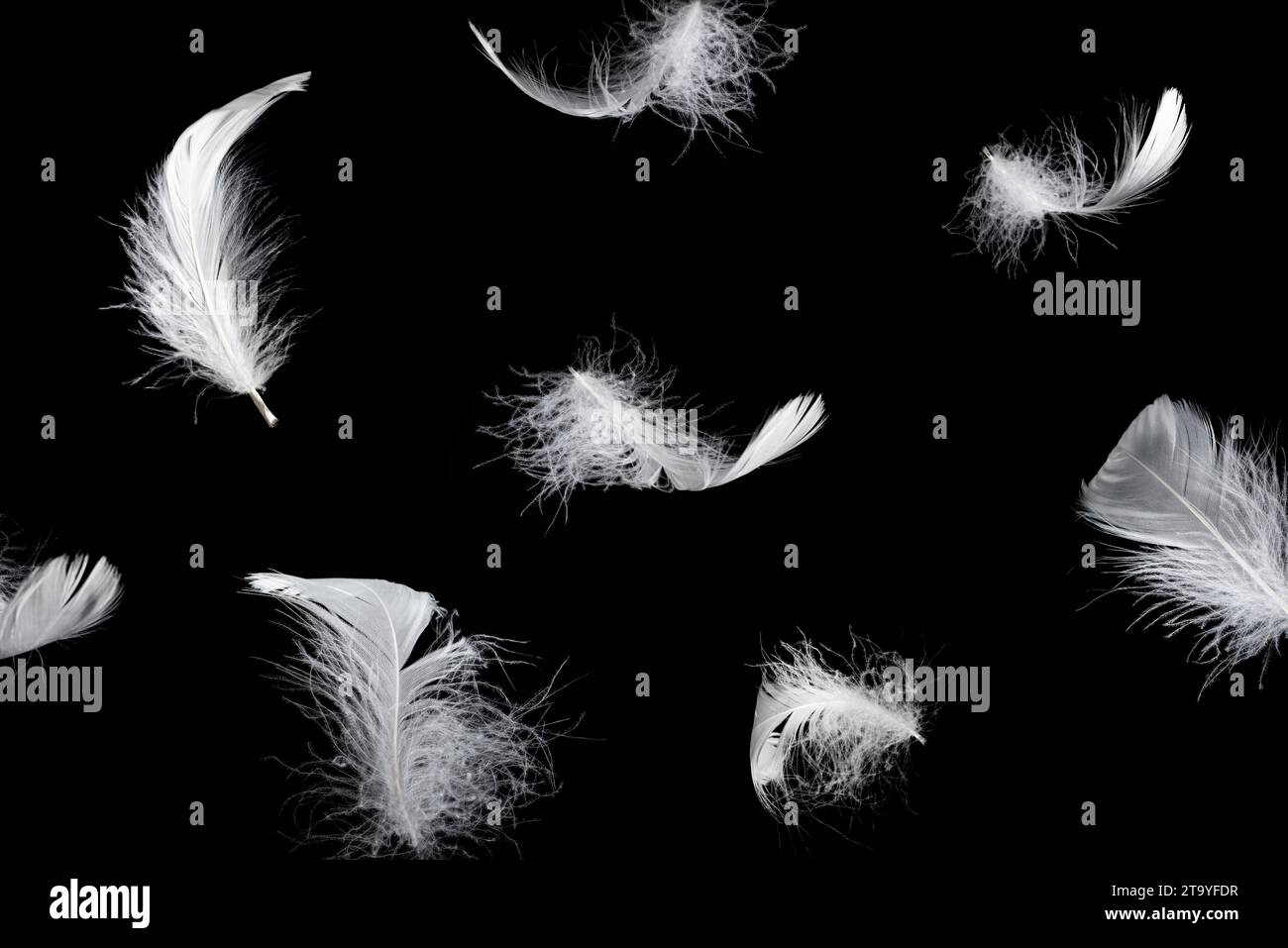 Delicadas plumas blancas sobre fondo negro Fotografía de stock - Alamy