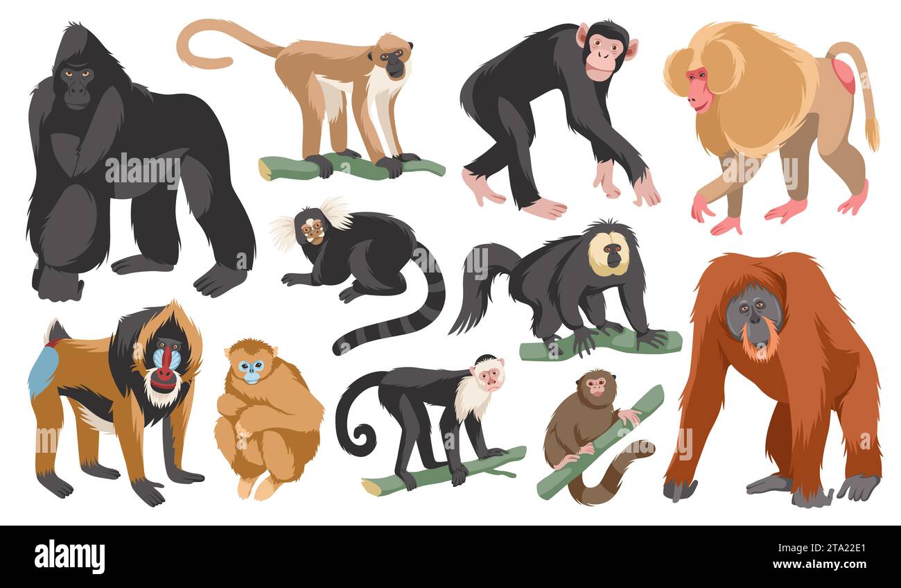 Dibujos animados de diferentes razas de monos. Animales exóticos divertidos, vida silvestre tropical, varios primates de mamíferos, gorila y orangután, chimpancé, gorila y. Ilustración del Vector