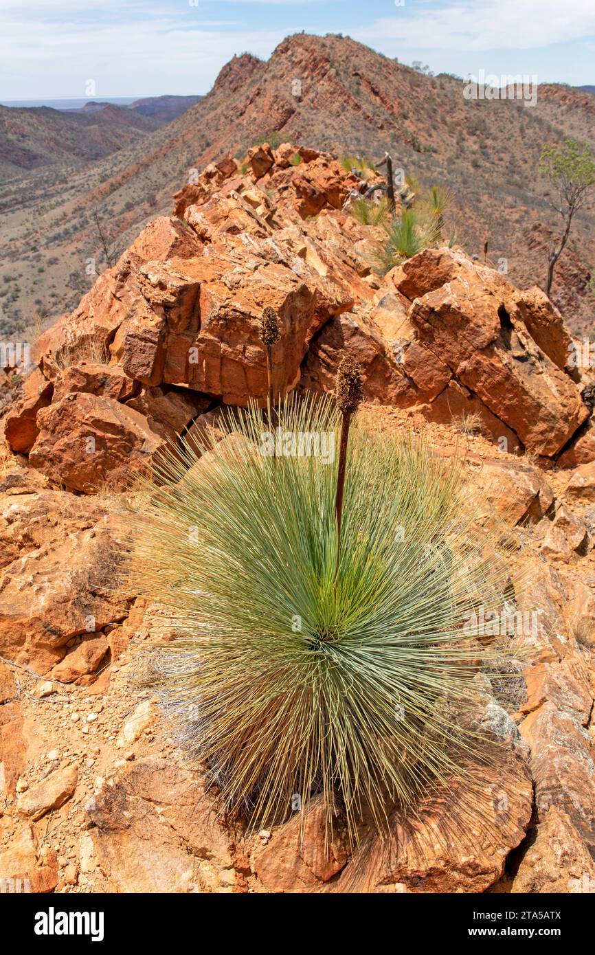 Árbol de hierba en la cumbre de Griselda Hill, Arkaroola Wilderness Sanctuary Foto de stock