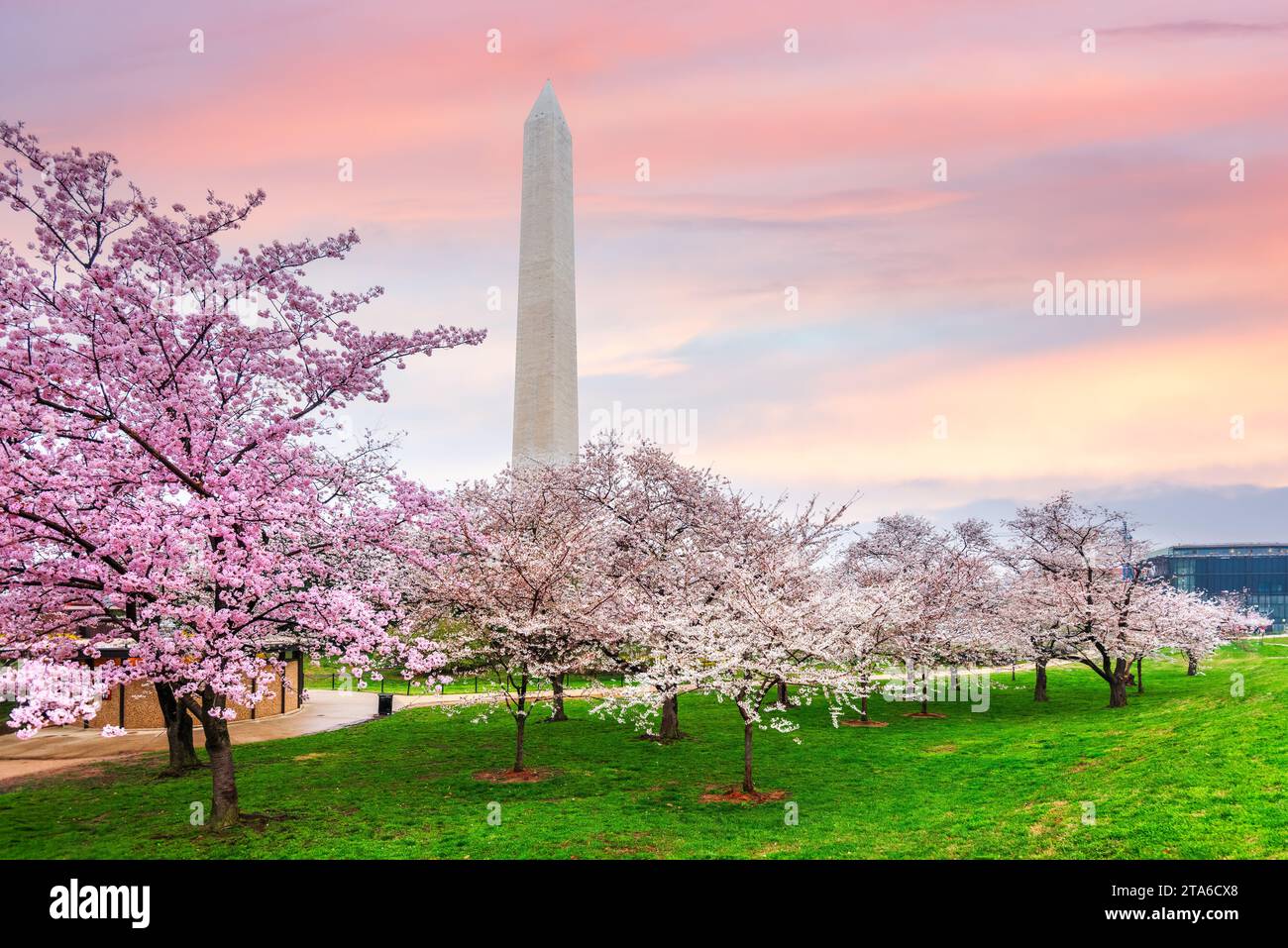 Washington DC, EE.UU. Con el Monumento a Washington durante la temporada de flores de cerezo de primavera. Foto de stock