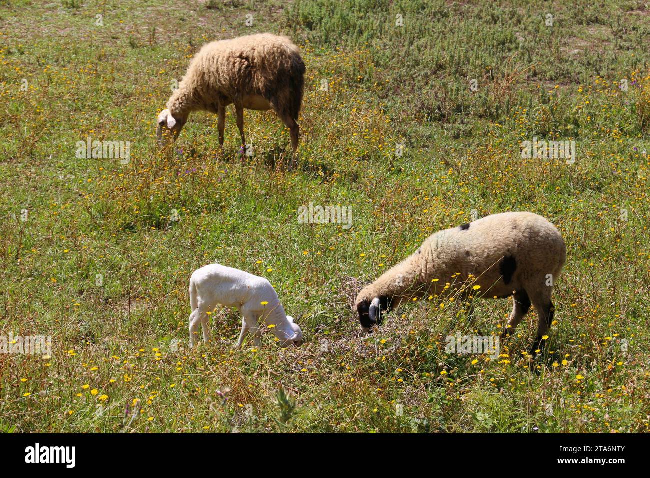 El pastoreo de ovejas adultas con su cencerro colgando de su cuello  Fotografía de stock - Alamy