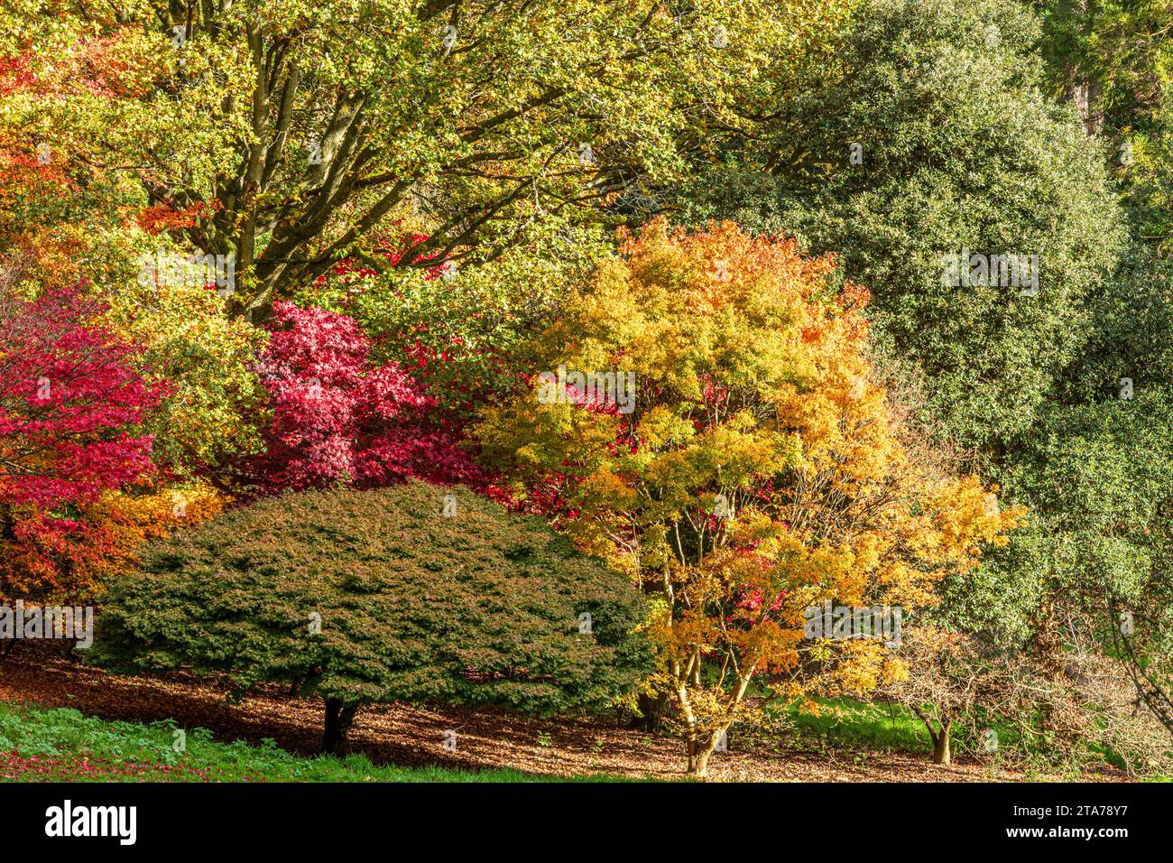 Colores de otoño en Batsford Arboretum, Batsford, Moreton en Marsh, Gloucestershire, Inglaterra Reino Unido Foto de stock