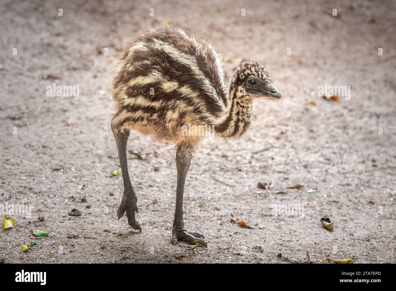 Bebé Emu (Dromaius novaehollandiae) - pájaro sin vuelo australiano Foto de stock