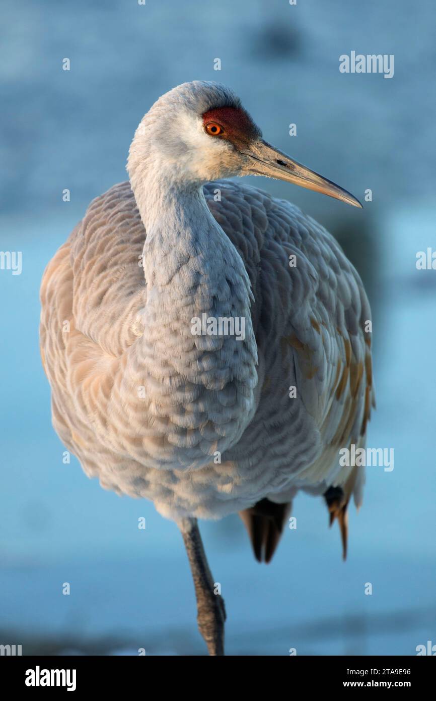 Sandhill Crane, George C Reifel Santuario de Aves Migratorias, British Columbia, Canadá Foto de stock