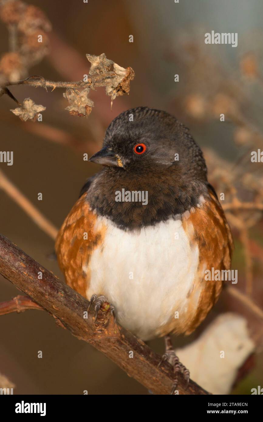 Manchado George C Reifel towhee, santuario de aves migratorias, British Columbia, Canadá Foto de stock