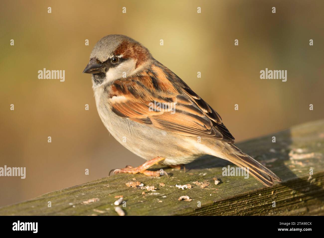 Gorrión, George C Reifel Santuario de Aves Migratorias, British Columbia, Canadá Foto de stock