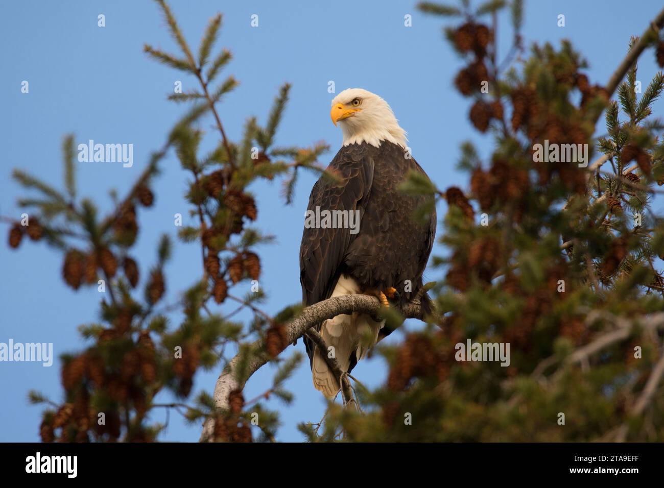 El águila calva, George C Reifel Santuario de Aves Migratorias, British Columbia, Canadá Foto de stock