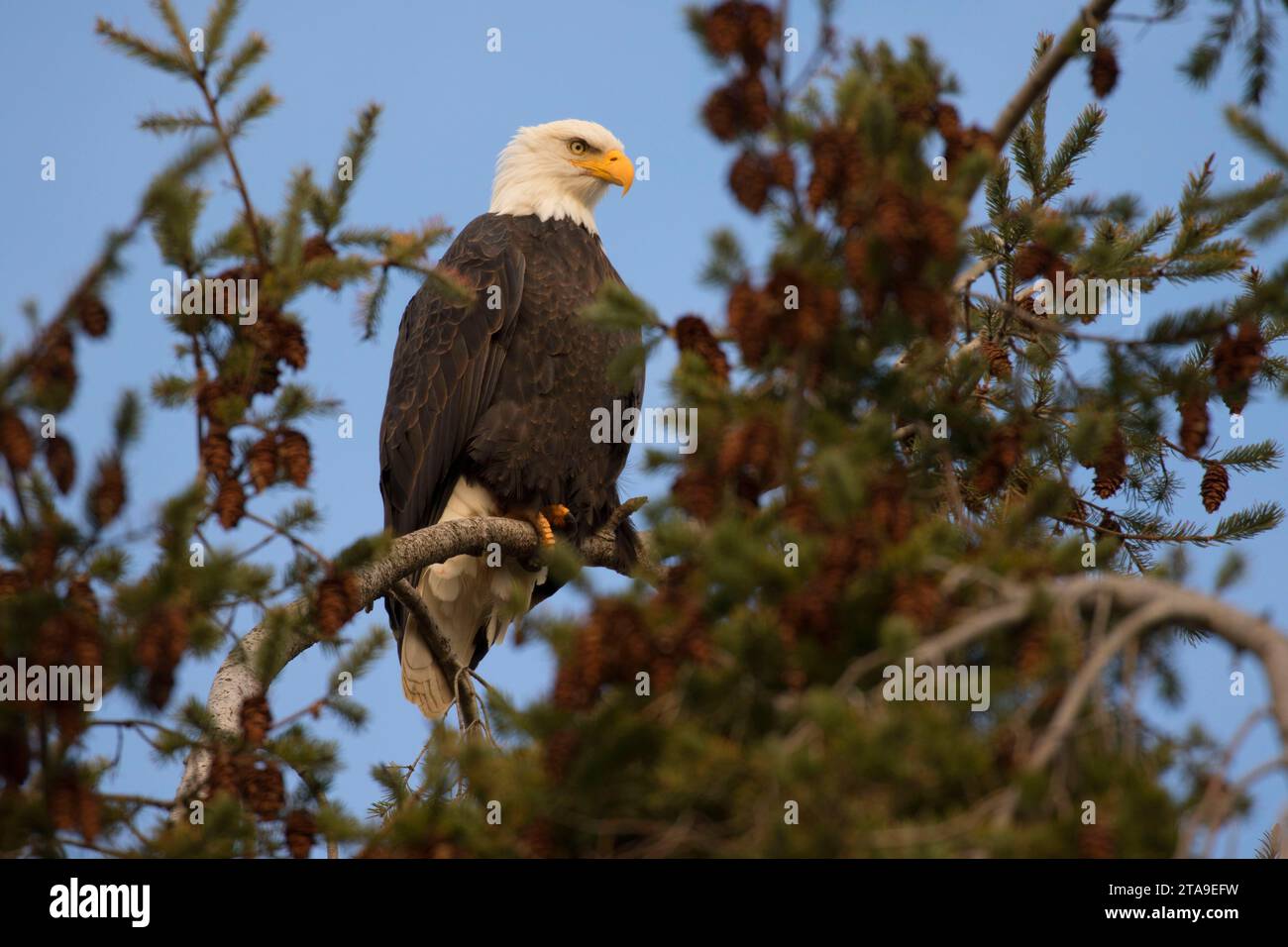 El águila calva, George C Reifel Santuario de Aves Migratorias, British Columbia, Canadá Foto de stock