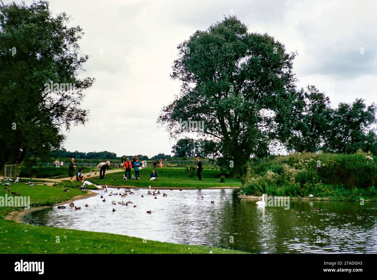 Jardines de aves acuáticas de Peakirk, Wildfowl Trust, Peakirk, Peterborough, Northamptonshire, Inglaterra Inglaterra, UK1969 Foto de stock