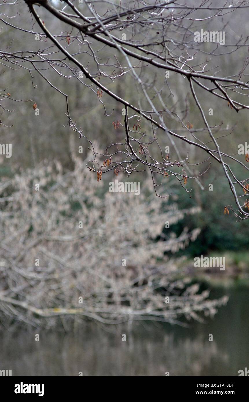ramas sobre el lago con catkins en primavera Foto de stock
