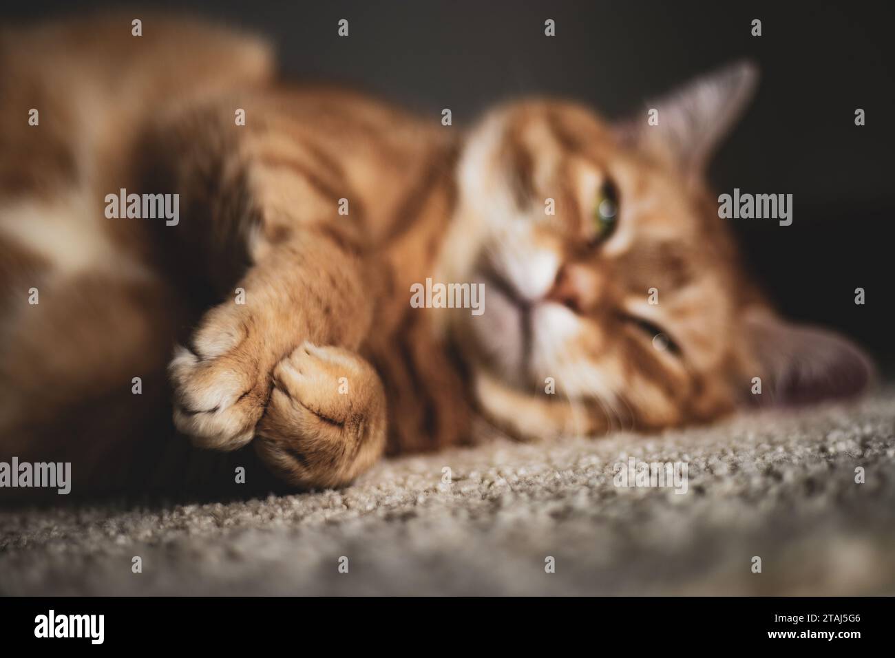 Un primer plano de las patas de un adorable gato tabby naranja Foto de stock