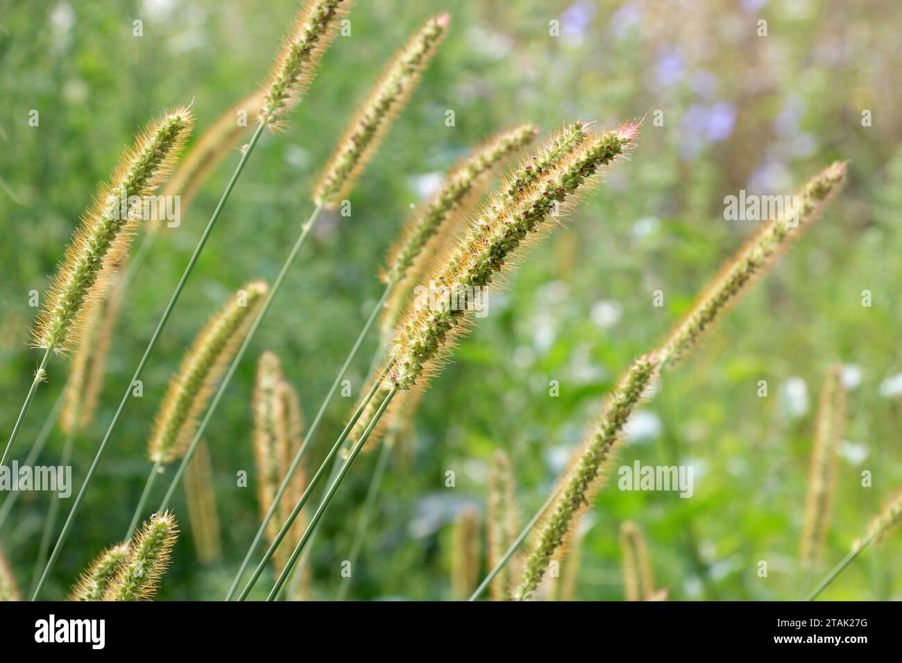 Setaria crece en el campo en la naturaleza. Foto de stock