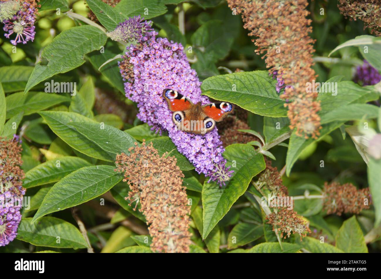 Mariposa de pavo real (Aglais io) en un Buddleja Bush, Lothersdale, North Yorkshire, Inglaterra, Reino Unido Foto de stock