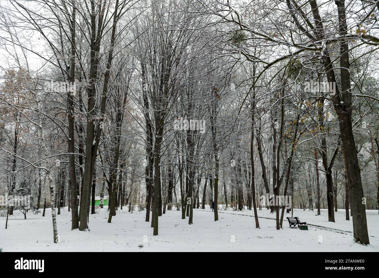 Rama de árbol cubierta de nieve. Paisaje de invierno en el bosque de abeto cubierto de nieve. Parque nevado de invierno Foto de stock