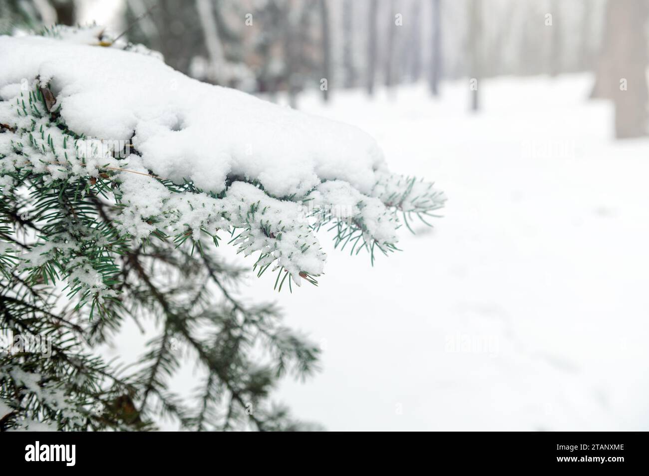 Rama de árbol cubierta de nieve. Rama de árbol de Navidad con nieve blanca. Invierno parque nevado o bosque Foto de stock