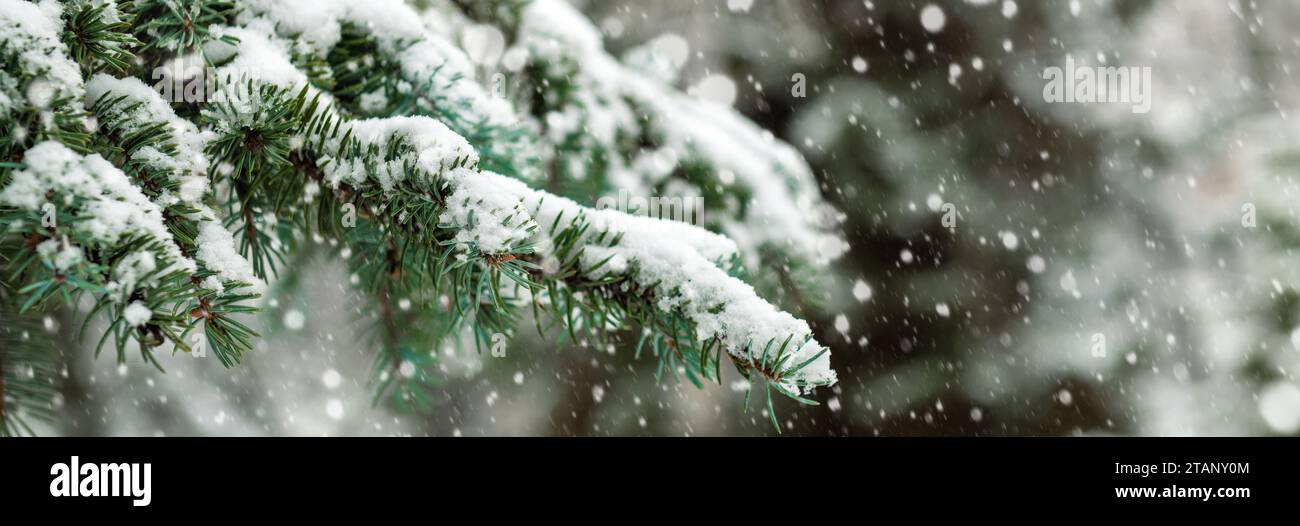 Rama de árbol cubierta de nieve. Rama de árbol de Navidad con nieve blanca. Invierno parque nevado o bosque. Diseño de banner Foto de stock