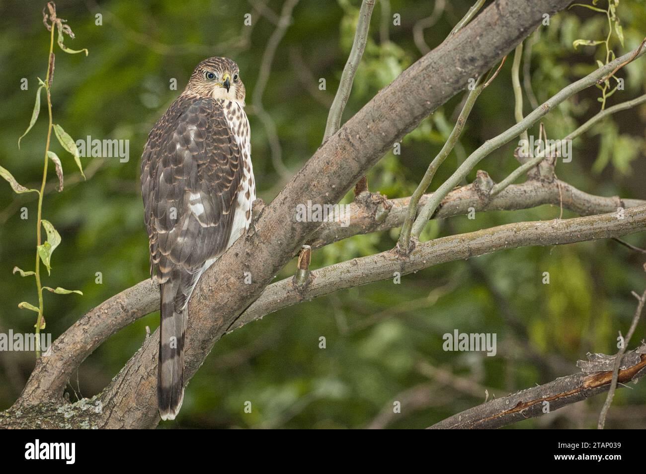Cooper's Hawk posado en un árbol Foto de stock
