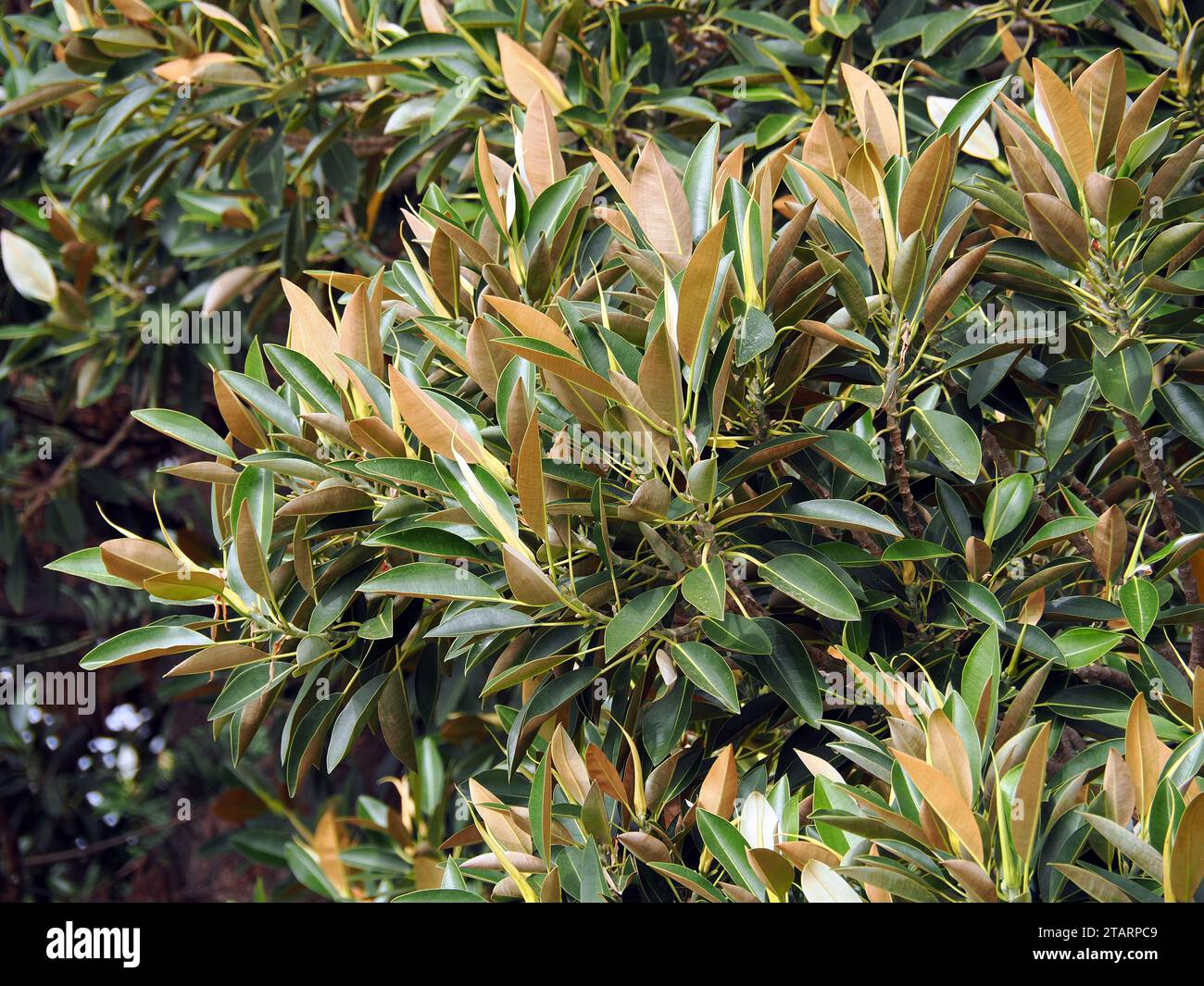Großblättrige Feige, figuier de la baie de Moreton, Ficus macrophylla, nagylevelű fikusz, Sicilia, Sicilia, Italia Foto de stock