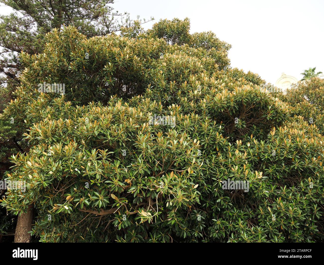 Großblättrige Feige, figuier de la baie de Moreton, Ficus macrophylla, nagylevelű fikusz, Sicilia, Sicilia, Italia Foto de stock