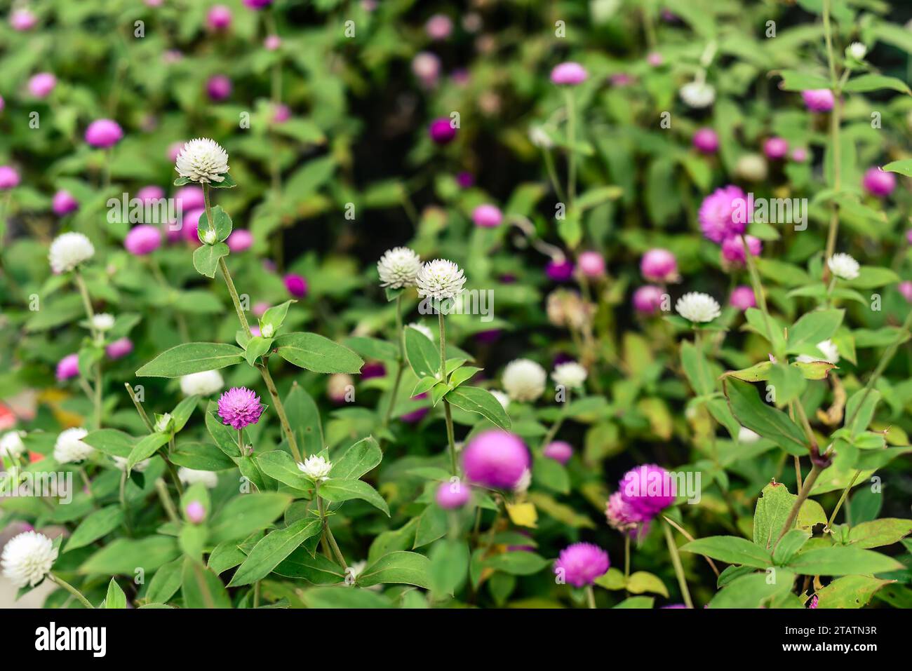 Gomphrena globosa, comúnmente conocido como el amaranto del globo que crece en Tailandia Foto de stock