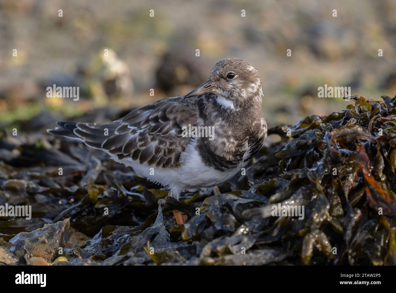 Turnstone, Arenaria interpres, alimentándose entre rocas cubiertas de algas marinas en la marea baja. Principios del invierno. Foto de stock