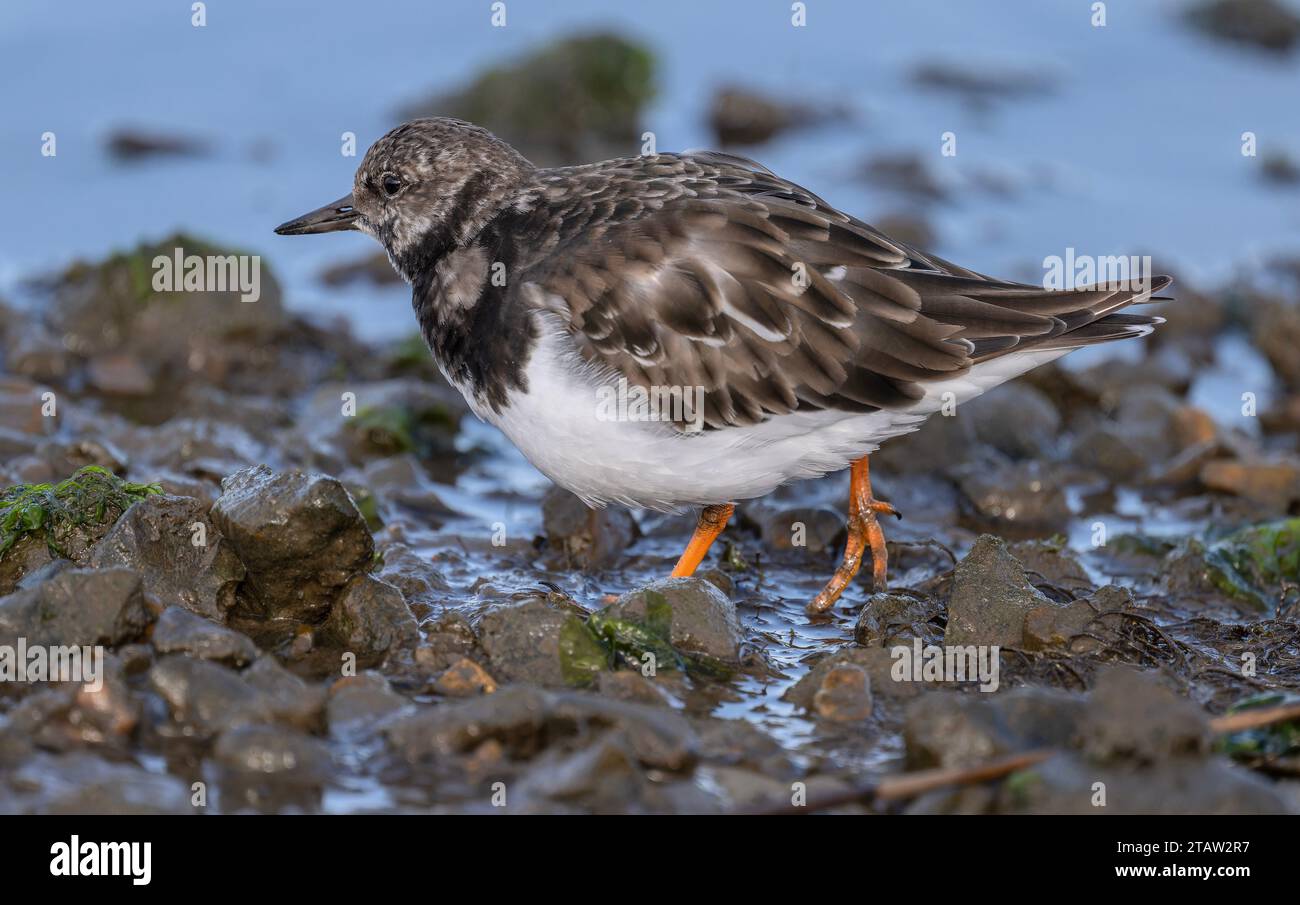 Turnstone, Arenaria interpres, alimentándose de las marismas de marea a principios de invierno. Keyhaven, Hants. Foto de stock