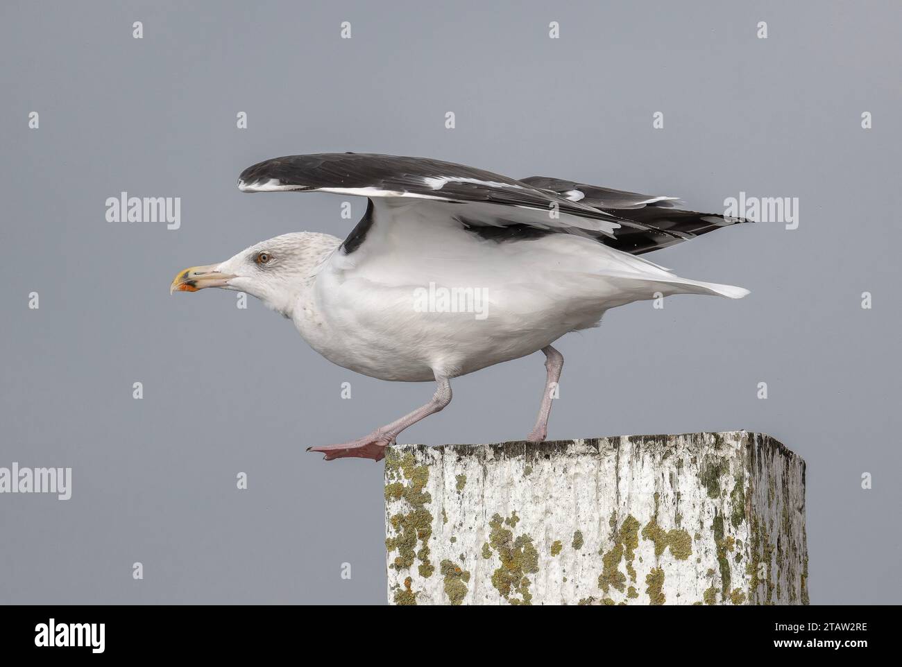 Gran gaviota de respaldo negro, Larus marinus, despegando desde el poste, Norfolk Broads. Foto de stock