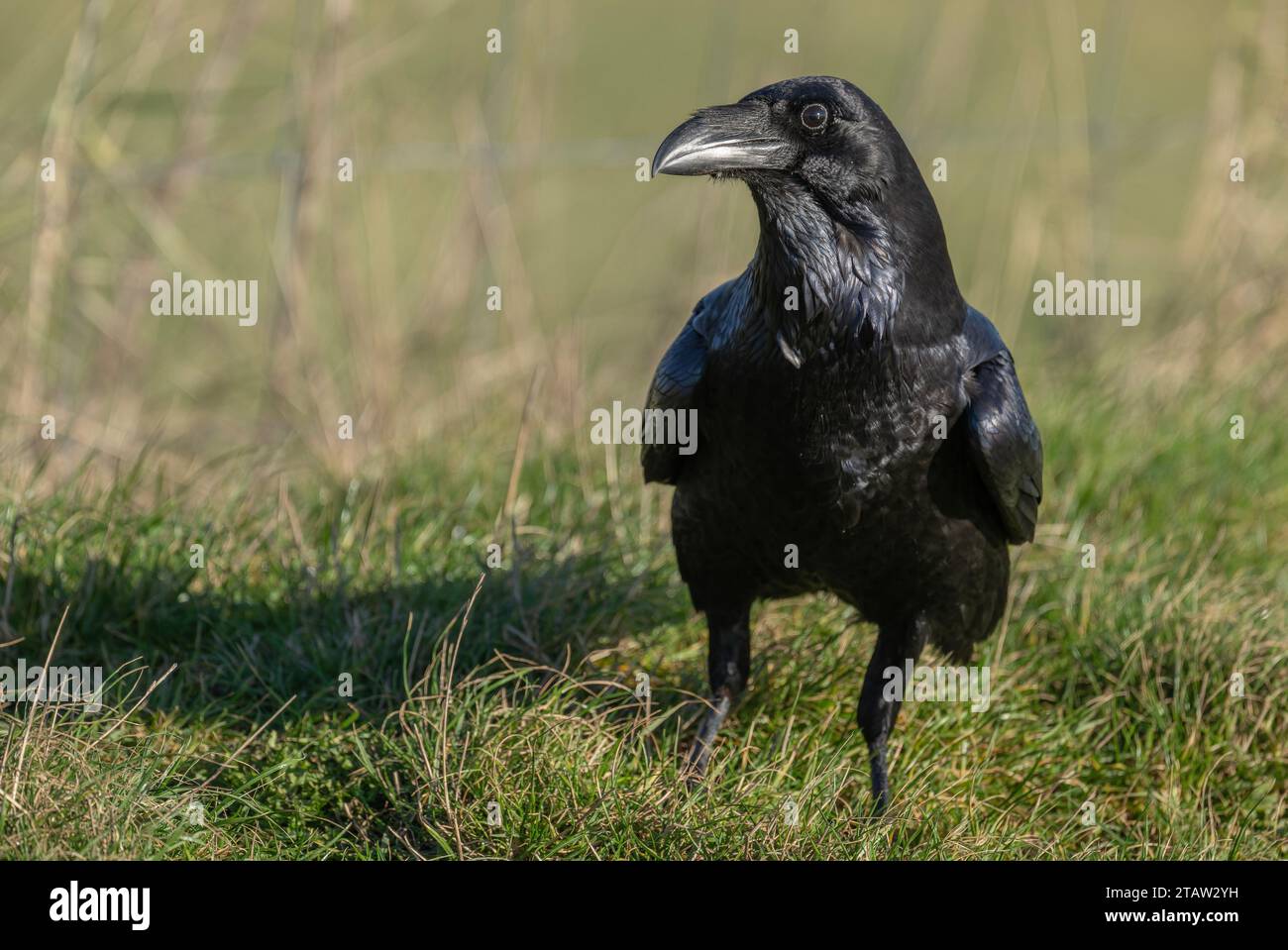 Raven, Corvus corax, en praderas costeras, Hampshire. Foto de stock