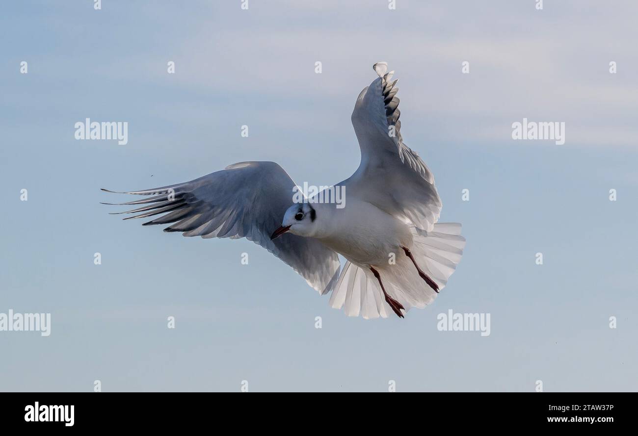 Gaviota de cabeza negra, Chroicocephalus ridibundus, en vuelo, flotando para la comida. Invierno. Foto de stock