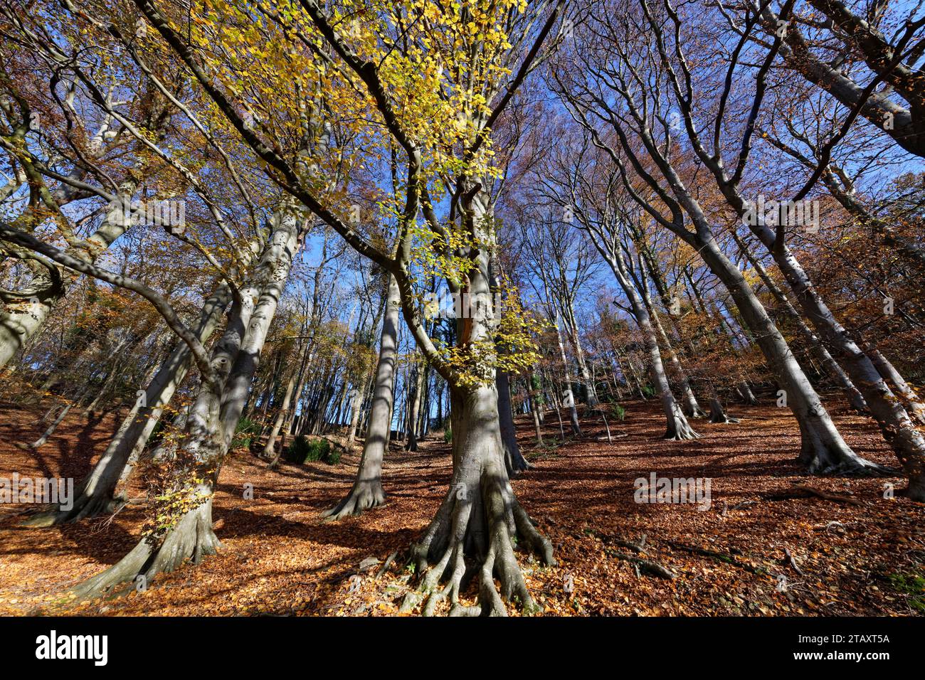 Bosque de hayas otoñales (Fagus sylvatica), Rack Hill, valle de Bybrook, cerca de Castle Combe, Wiltshire, Reino Unido, noviembre de 2023. Foto de stock