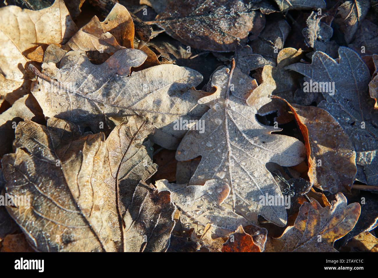 Escena de invierno con hojas Foto de stock