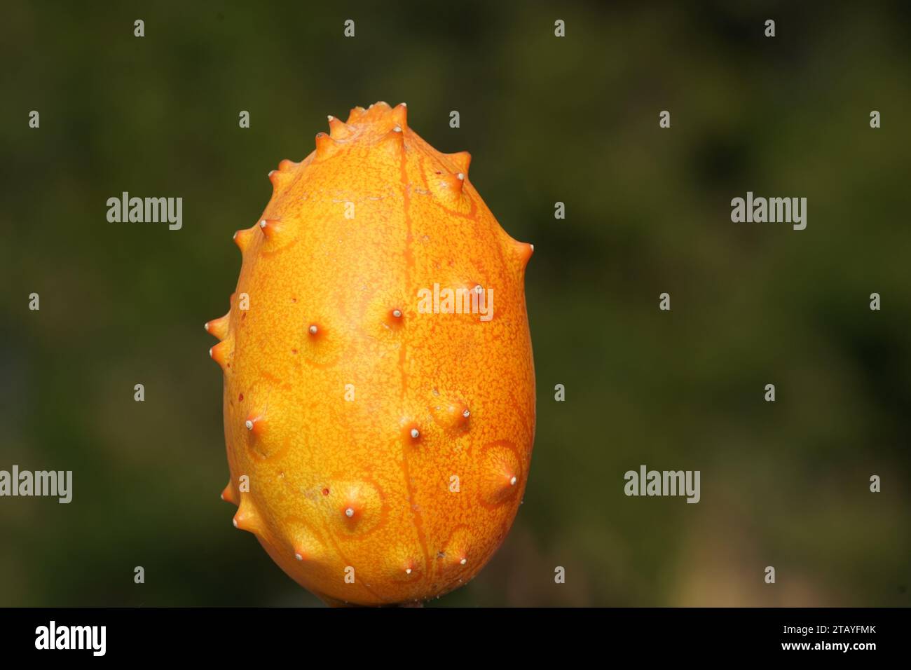 Beneficios para la salud kiwano fotografías e imágenes de alta