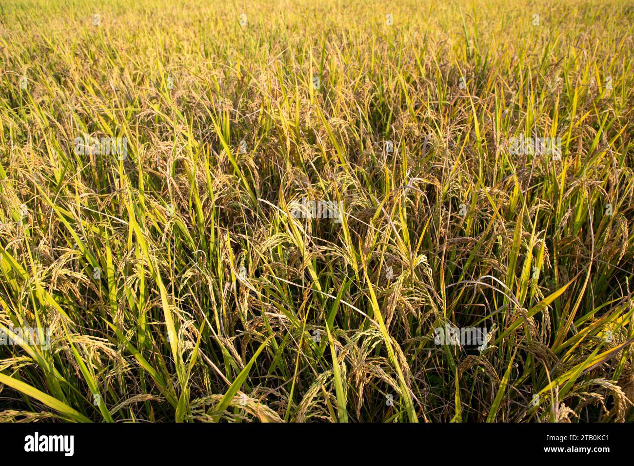 Vista superior de grano campo de arroz agricultura paisaje Foto de stock