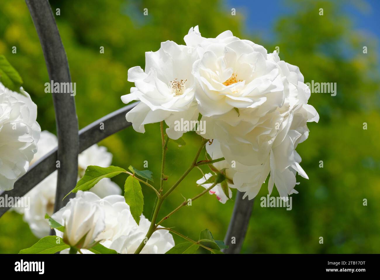rosa iceberg, rosa iceberg, floribunda, ightly doble, flores blancas puras Foto de stock