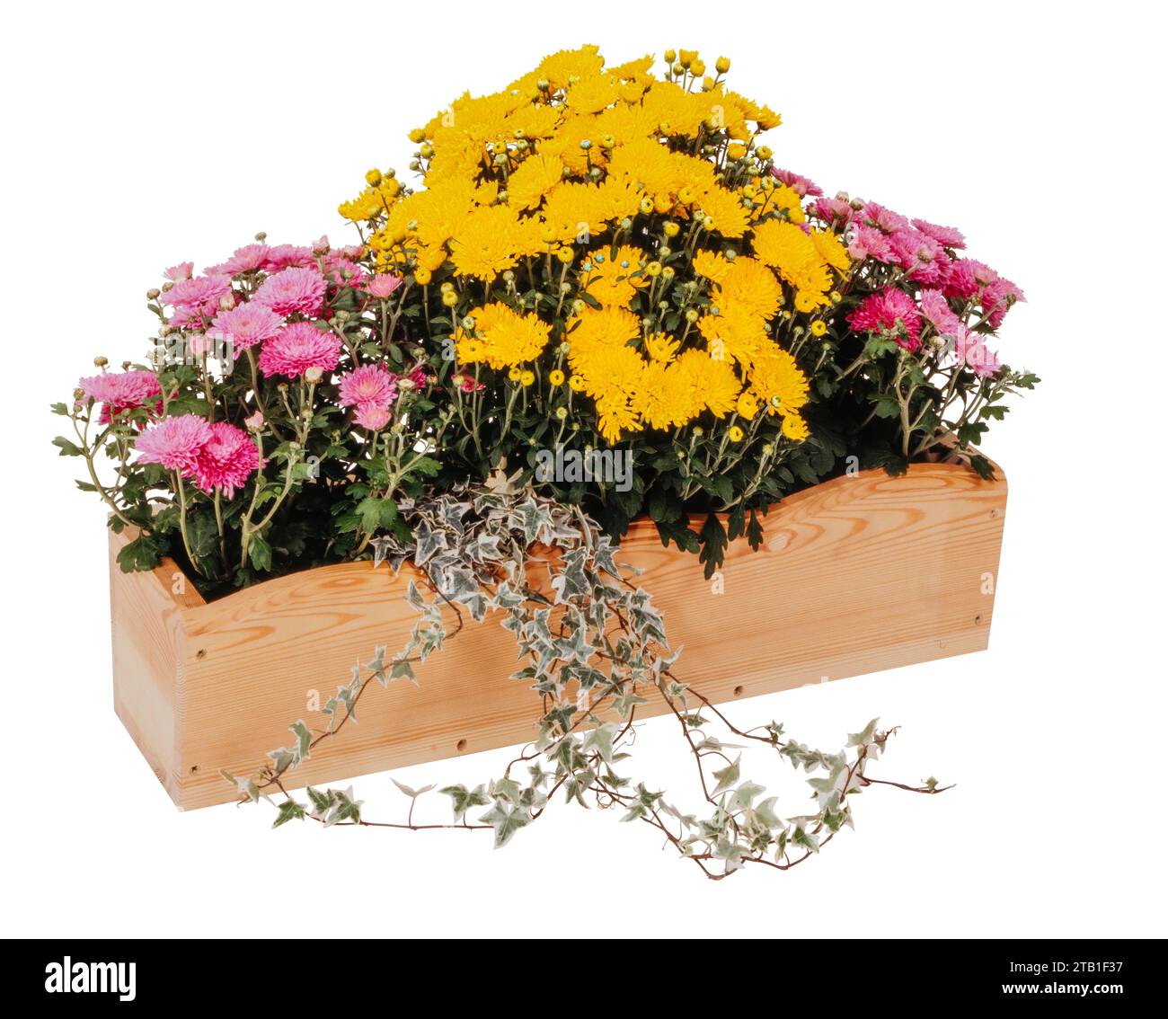 Caja de flores de madera con flores aisladas en espalda blanca Foto de stock