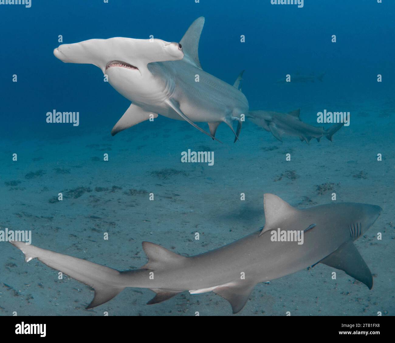 Imágenes EMOCIONANTES muestran tiburones martillo alimentados a mano por un buceador experto en la costa este de Florida. Profesional sha Foto de stock