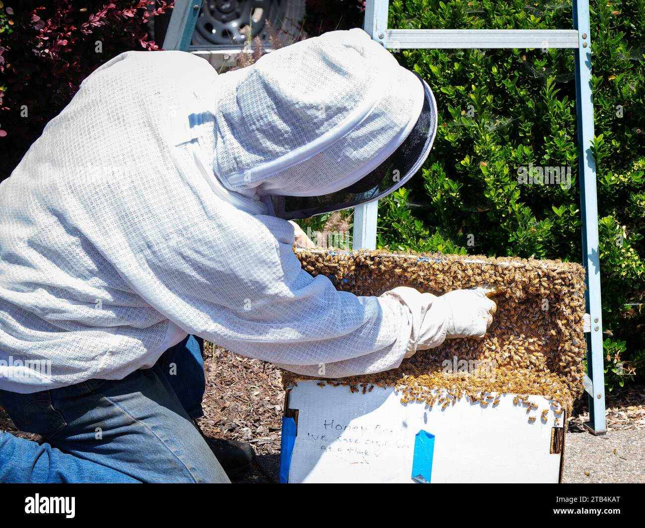 Un apicultor apunta a un enjambre de abejas que acaba de rescatar. Cerrará la caja por la noche para llevarla de vuelta a su apiario y añadir las abejas a una colmena. Foto de stock